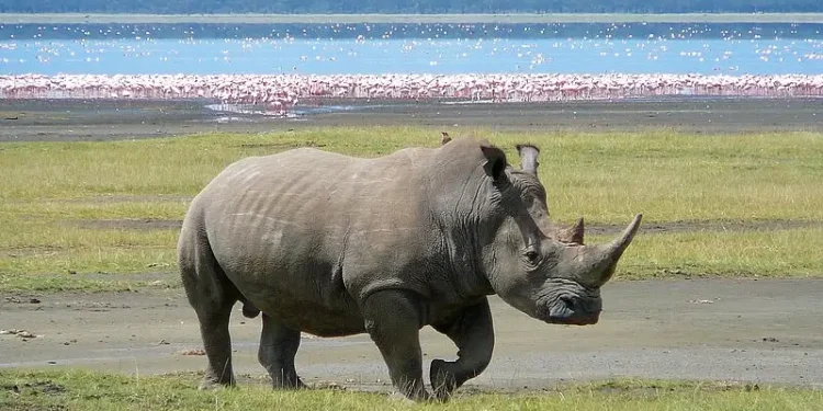 White Rhino in Lake Nakuru. Photo by Ryan Harvey.