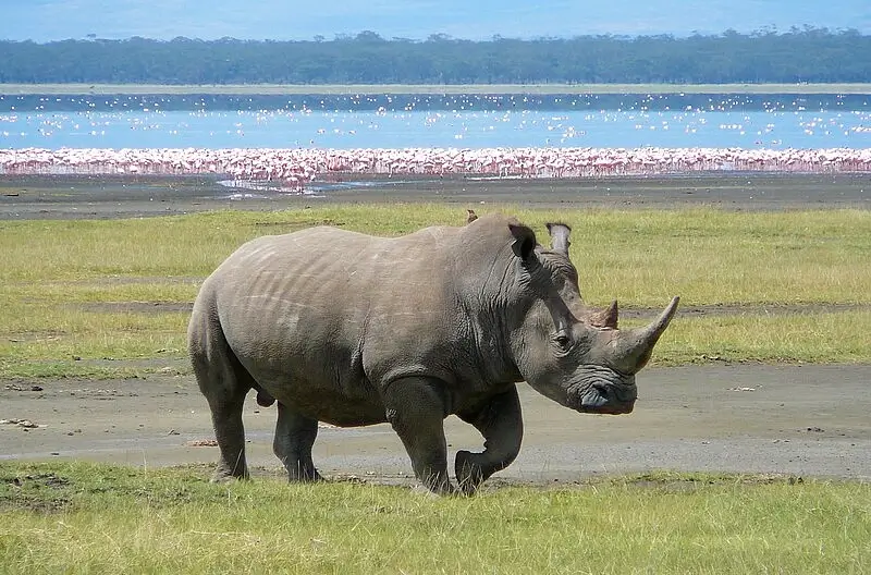 White Rhino in Lake Nakuru. Photo by Ryan Harvey.