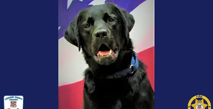 Explosives Detection Canine Thor Retires. Photo by Loudoun County.