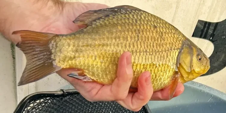 Fish like this crucian carp were restocked at Taunton. Photo by the Environment Agency.