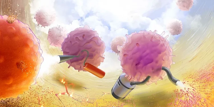 In a study, researchers engineered human T cells to suppress the immune system’s response in targeted areas of the body. Photo by Donny Bliss and the NIH.