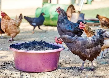 Biochar chicken feed. Photo by GIZ and Tim Brunauer.