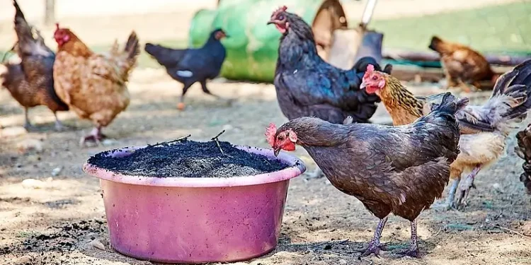 Biochar chicken feed. Photo by GIZ and Tim Brunauer.