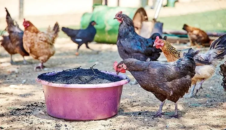 Biochar chicken feed. Photo by GIZ and Tim Brunauer.