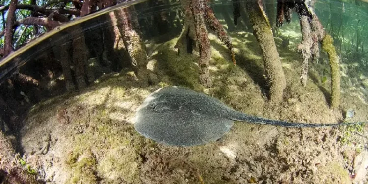 Caribbean Whiptail Ray. Photo by British High Commission Belmopan.
