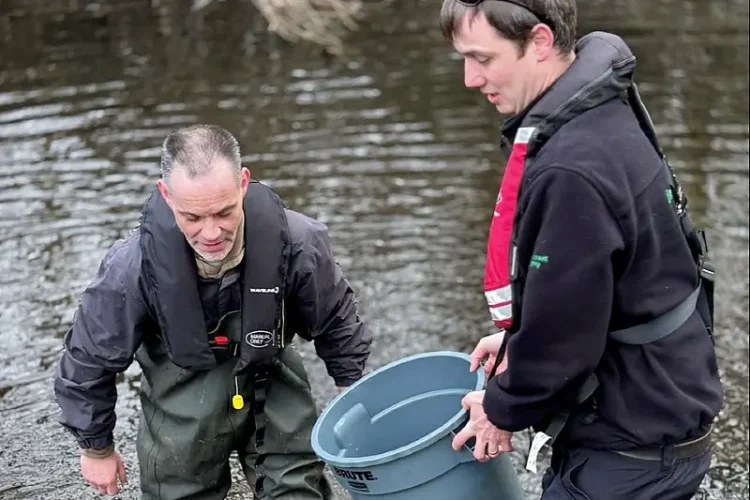 Luke Theaker, Environment Agency Fisheries Officer, on the right, and Chris Clarke, Chair of the River Tame Anglers, releasing fish into the River Tame. Photo by the Environment Agency.