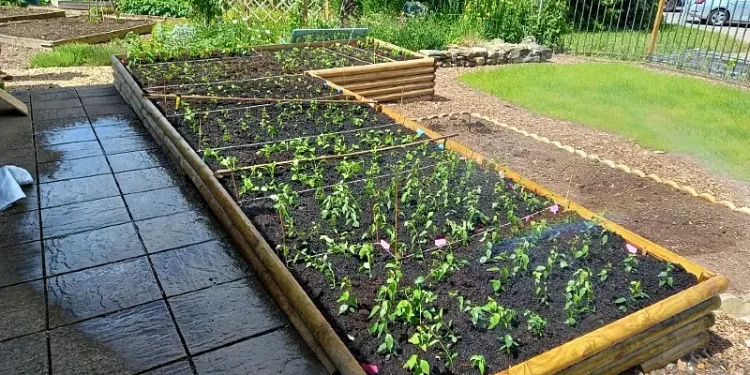 Young trees growing in a community garden nursery bed. Photo by More Trees.