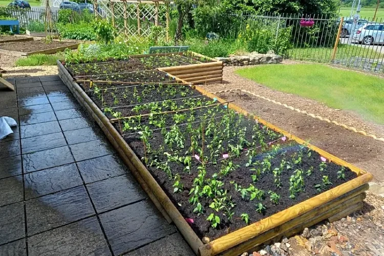 Young trees growing in a community garden nursery bed. Photo by More Trees.