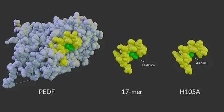 3D image of a model PEDF protein. Photo by NEI.