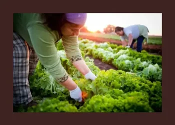 Farm workers on a organic farm in Oregon. Photo by Oregon State University