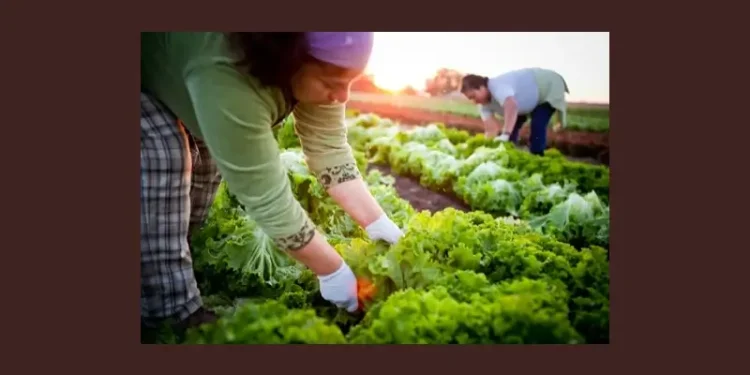 Farm workers on a organic farm in Oregon. Photo by Oregon State University