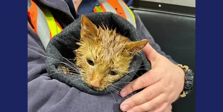House Fire on Jonella Farm Drive Deemed Accidental. Cat rescued and cleaned. Photo by Loudoun County.