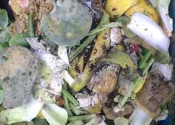 Phoenix food waste. Photo by Nick Saltmarsh.