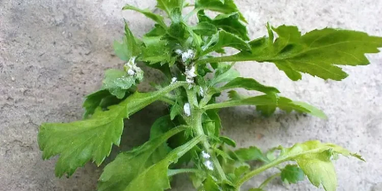 Plant disease - mealybug. Photo by epen2c.