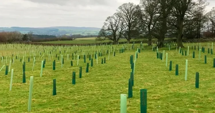 Trees planted on Ireby Green Farm. Photo by Ireby Green Farm.