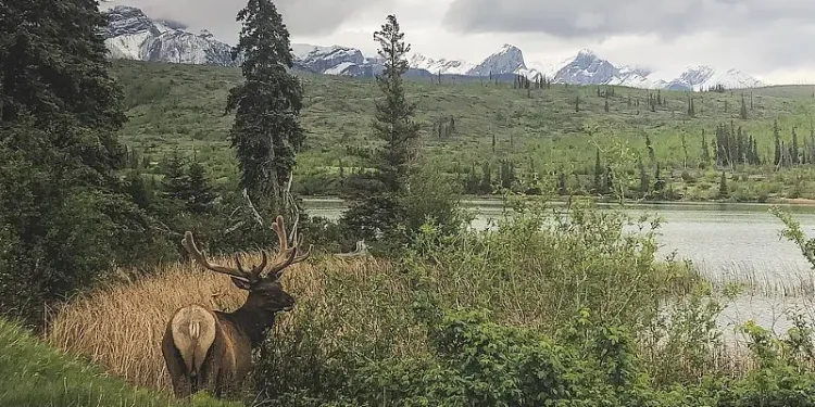 Wapiti, Jasper National Park. Photo by Miguel Dalugdugan.
