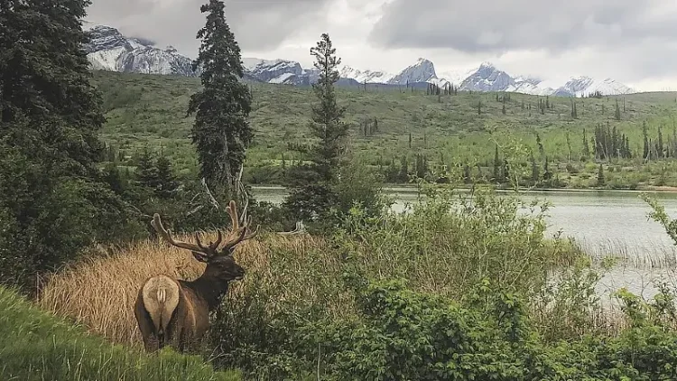 Wapiti, Jasper National Park. Photo by Miguel Dalugdugan.