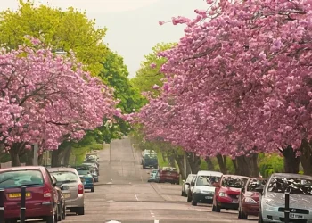 Street Trees in bloom. Photo the by Forestry Commission.