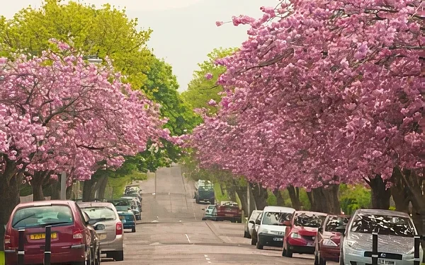 Street Trees in bloom. Photo the by Forestry Commission.