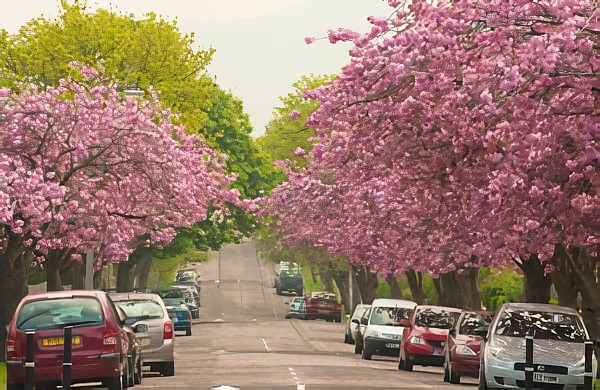 Street Trees in bloom. Photo the by Forestry Commission.