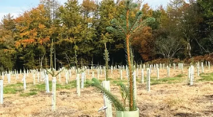 Woodland creation site at Tilhill. Photo by Rhizocore Technologies Ltd.