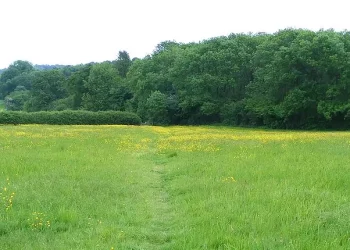 Field of buttercups. Photo by Andrew Wilkinson.