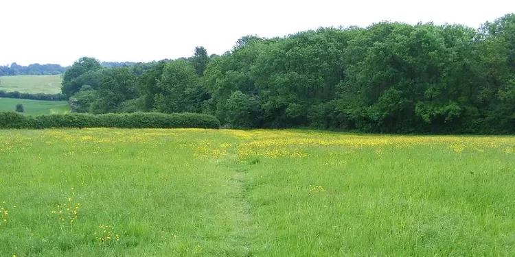 Field of buttercups. Photo by Andrew Wilkinson.