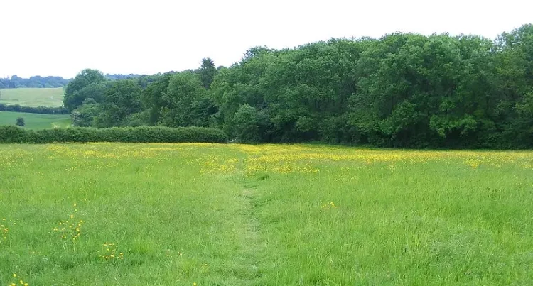Field of buttercups. Photo by Andrew Wilkinson.