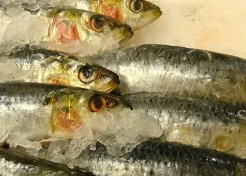 Fish on ice. Photo by Kurtis J Garbutt.