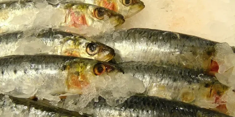 Fish on ice. Photo by Kurtis J Garbutt.