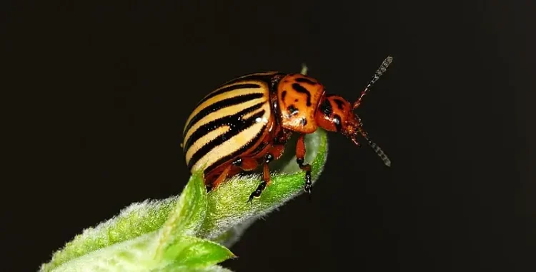 Leptinotarsa decemlineata - Colorado beetle. Photo by Nico Westerhof.