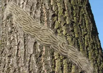Signs of Oak processionary moth infestation. Photo by Henry Kuppen.