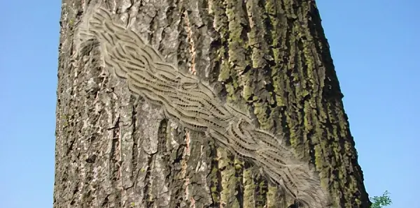 Signs of Oak processionary moth infestation. Photo by Henry Kuppen.