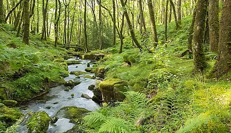 An image of a beautiful stream in the forest on Dartmoor National Park. Photo by DEFRA.