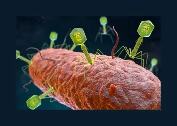 Bacteriophages attaching to bacterium. Photo by the MHRA - Getty Images.
