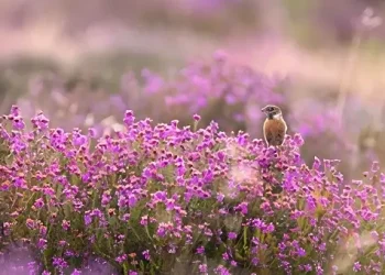 Hampton Estate heather with stonechat. Photo by DEFRA.