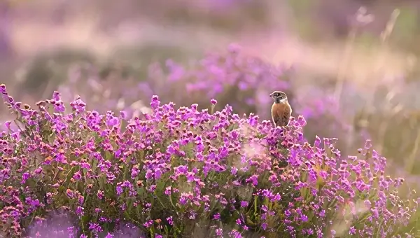Hampton Estate heather with stonechat. Photo by DEFRA.