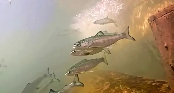 Juvenile salmon called smolt are struggling with barriers in the River Itchen. Photo by Kieran Gillingham.