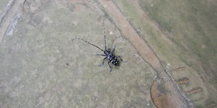 Asian Longhorned Beetle. Photo by Mulligan Stu.