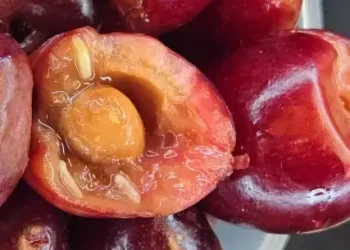 Cherry chomping fruit fly larvae discovered by CBP agriculture specialists at Detroit Metro Airport. Photo by the CBP.