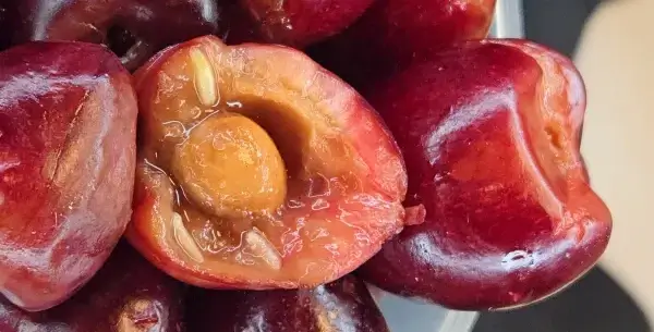 Cherry chomping fruit fly larvae discovered by CBP agriculture specialists at Detroit Metro Airport. Photo by the CBP.