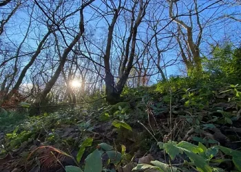 LIFE in the Ravines woodland site. Photo by Mark Newton.