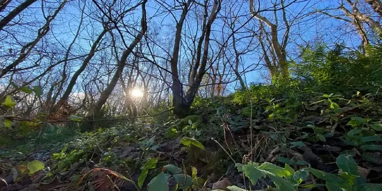 LIFE in the Ravines woodland site. Photo by Mark Newton.