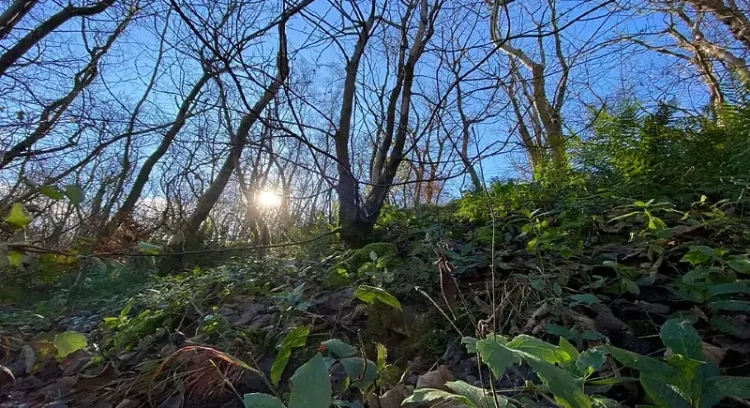 LIFE in the Ravines woodland site. Photo by Mark Newton.
