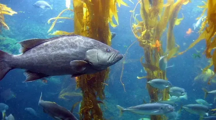 Ocean Life Kelp Forest. Photo by John William Hammond.