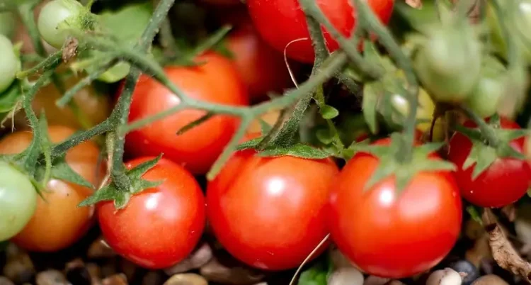 Tomatoes on the vine. Photo by Andy Rogers.