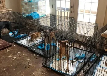 Animal Rescue Group Leaders Sentenced in Animal Cruelty Case. Photo by Loudoun County.
