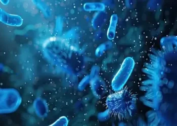 Bacteria of vaginal microbiome. Photo by the MHRA.