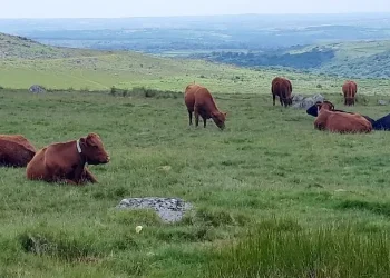 Cattle wearing Nofence GPS collars. Photo by the South West Lakes Trust.
