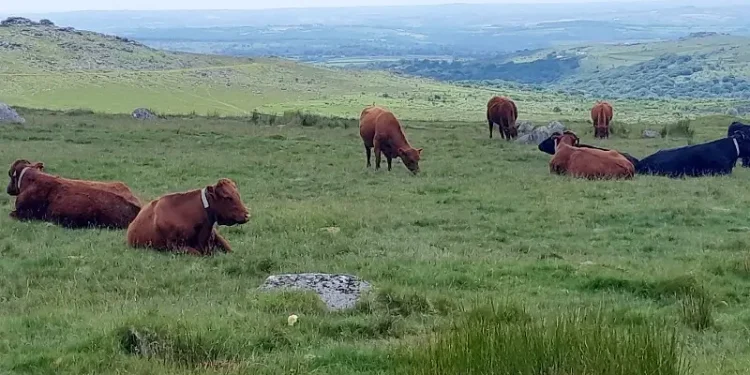 Cattle wearing Nofence GPS collars. Photo by the South West Lakes Trust.